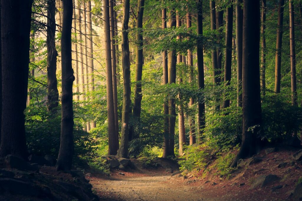 Forest photograph